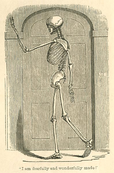 Skeletized