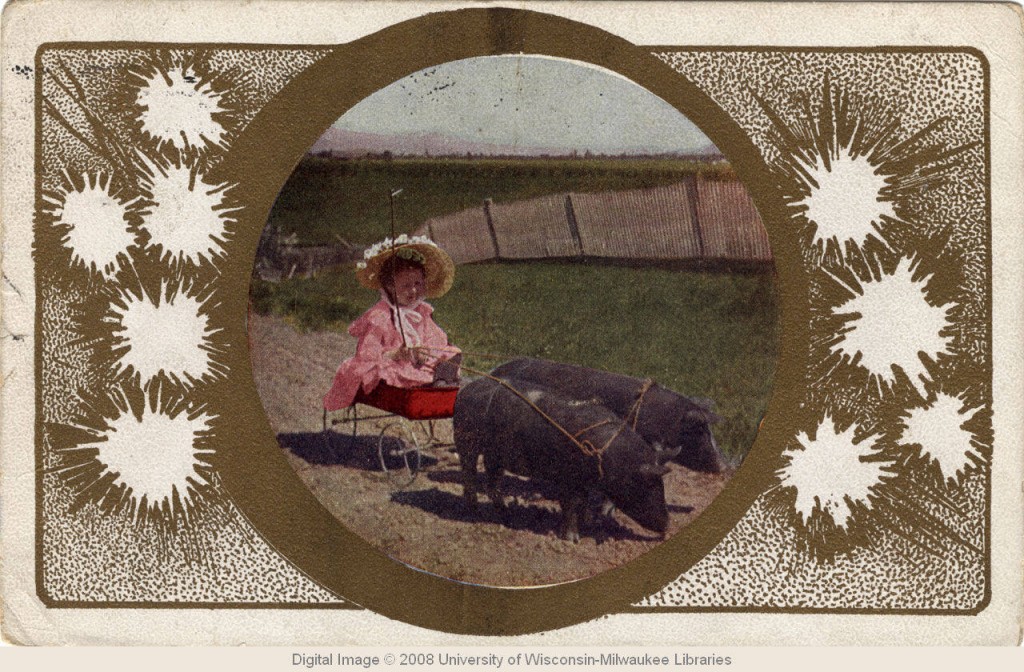 Pig Chariot
