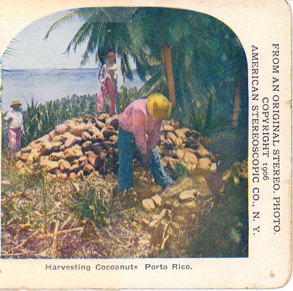 Harvesting Cocoanuts